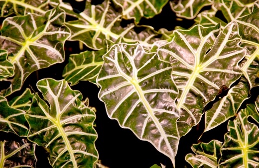 Alocasia responds well to being grown in water