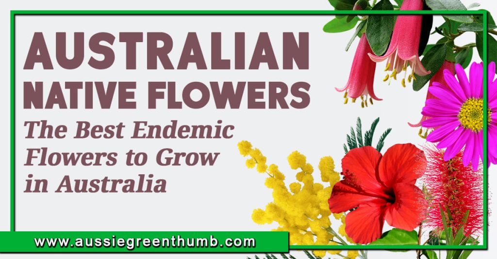 Australian Native Flowers The Best Endemic Flower to Grow in Australia