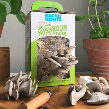 Back to the Roots Mushroom Growing kit