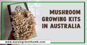 Best Mushroom Growing Kits in Australia