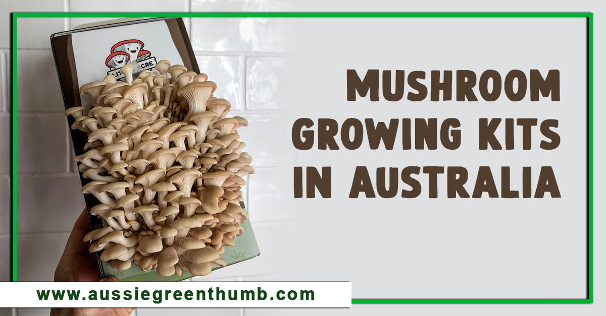 Best Mushroom Growing Kits in Australia (2024 Reviews)