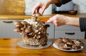 Best Mushroom Varieties to Grow in Australia