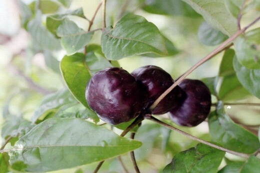 Burdekin Plum Fruit