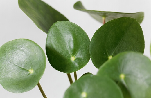Chinese Money Plant is an adorable option for water growing