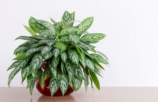 Chinese evergreen grows well in water