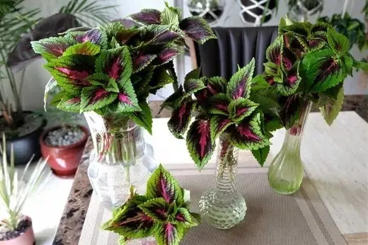 Coleus can grow very well in water