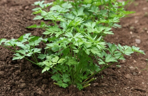 Common parsley, or flat leaf parsley is the most readily available parsley in grocery stores
