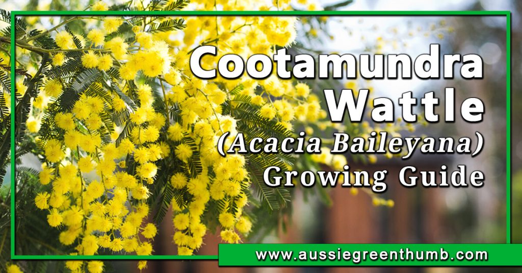 Cootamundra Wattle (Acacia Baileyana) Growing Guide