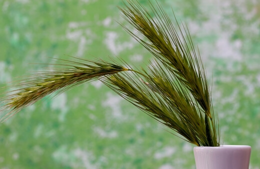 Couch grass in a vase