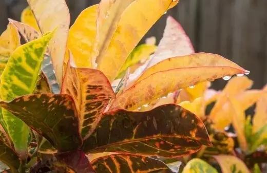 Croton is one of the most striking indoor plants that grow in water