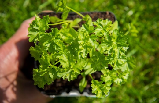 Curly leaf parsley, Petroselinum crispum neapolitanum, is much easier to grow at home