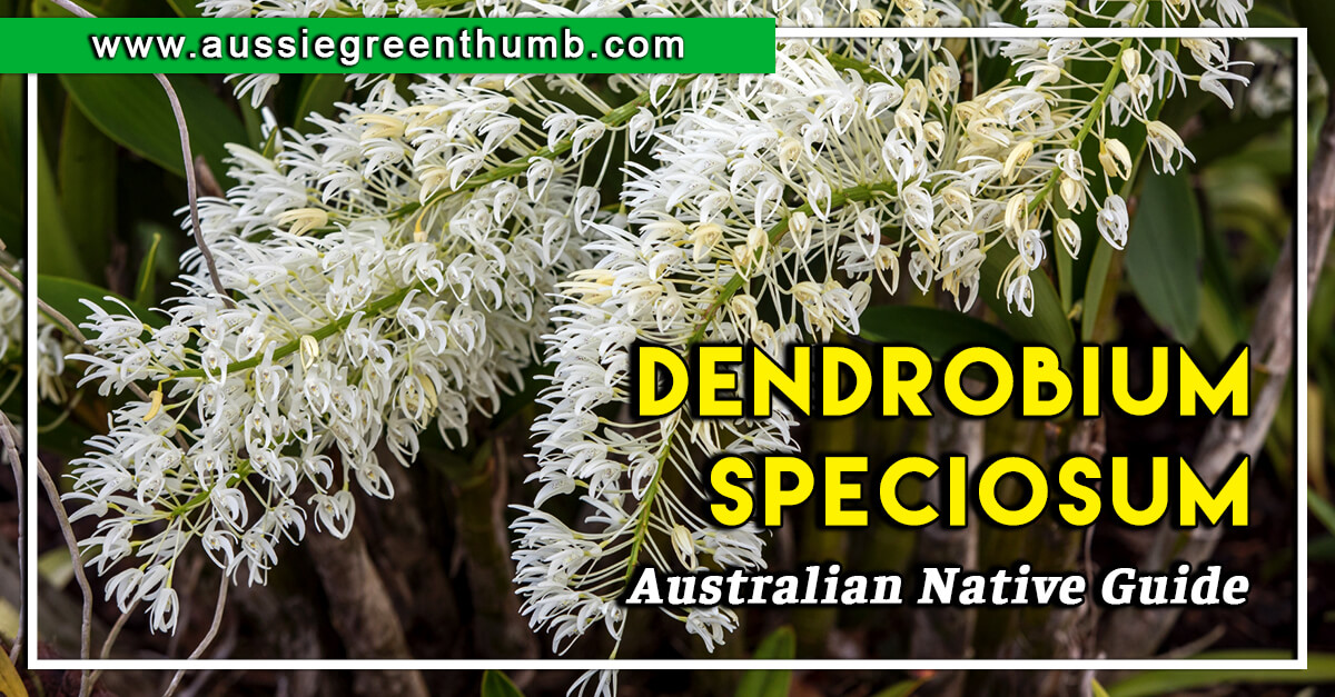 Dendrobium Speciosum – Australian Native Guide