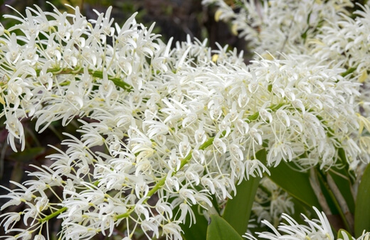 Dendrobium Speciosum Flower