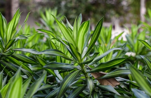 Dracaena adjust well to being grown in water
