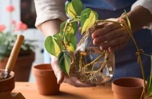 Establishing Indoor Plants That Grow in Water