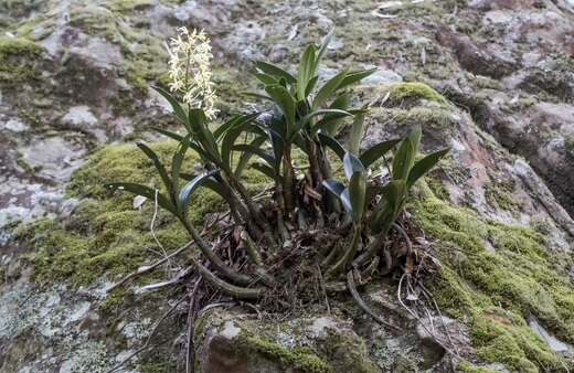 Growing Dendrobium Speciosum