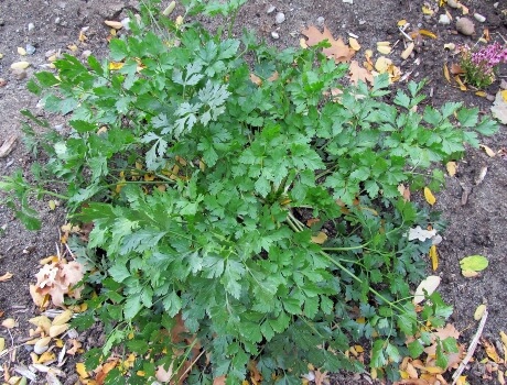 Hamburg Parsley is perhaps the most useful parsley for small gardens as it doubles up as a delicious root vegetable