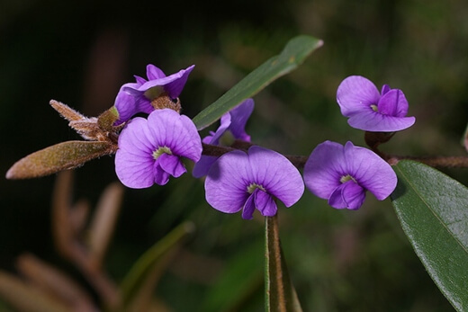 Hovea acutifolia flower