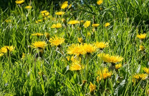 How to Care for Dandelions