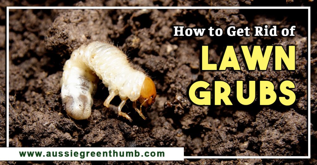 How to Get Rid of Lawn Grubs