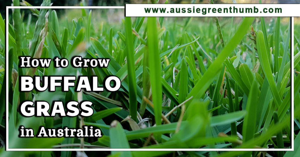 How To Grow Kentucky Bluegrass In Australia Agt