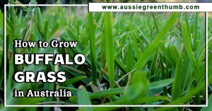 How to Grow Buffalo Grass in Australia