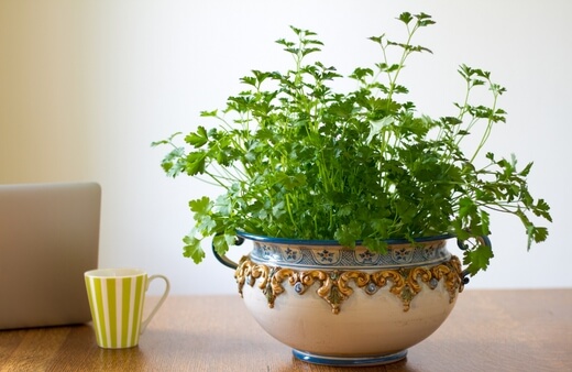 How to Grow Parsley Indoors