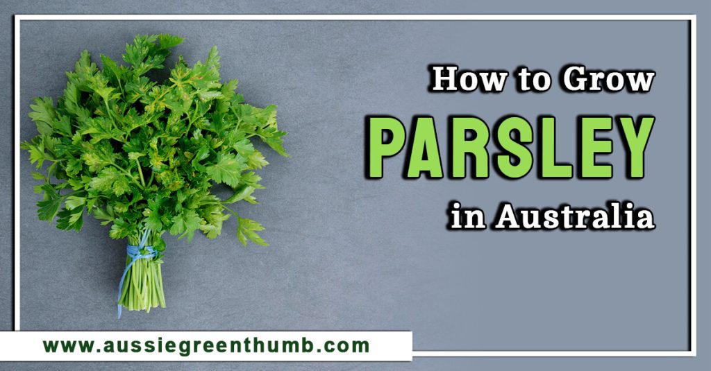 How to Grow Parsley in Australia