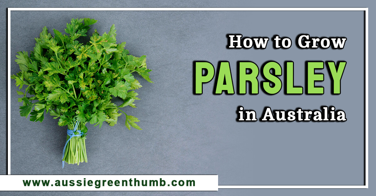 How to Grow Parsley in Australia AGT