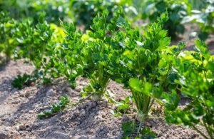 How to Grow Parsley in Australia