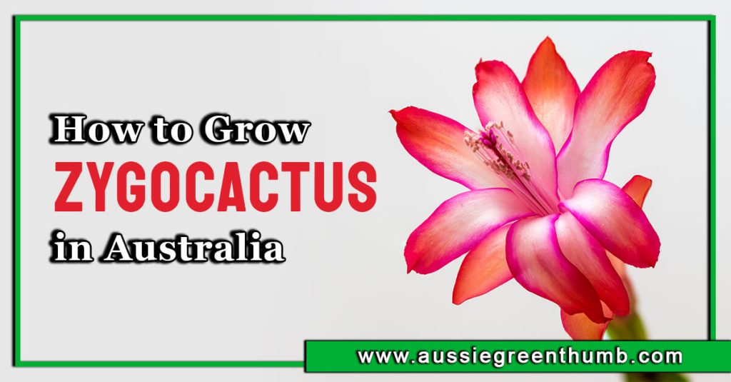 How to Grow Zygocactus in Australia