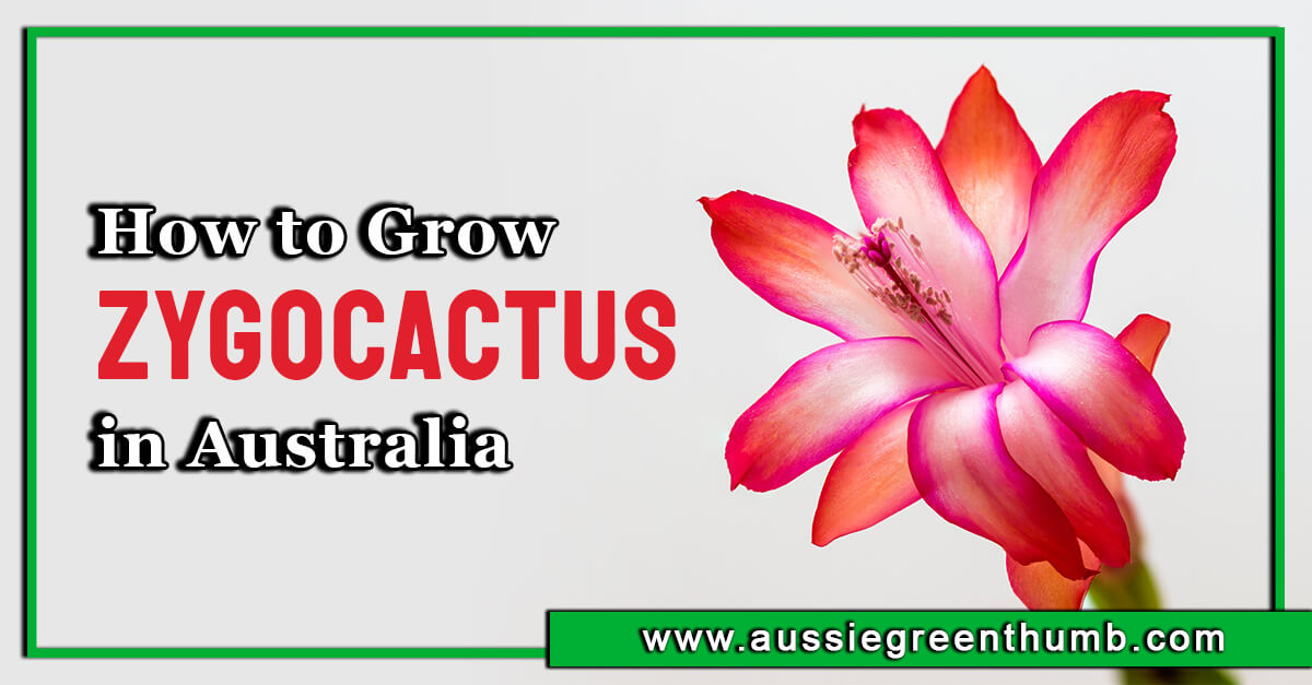 How to Grow Zygocactus in Australia AGT
