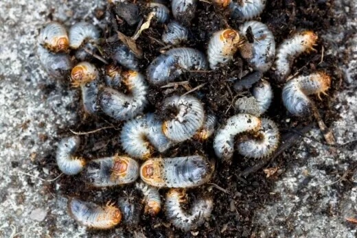 How to Treat Lawn Grub Infestations