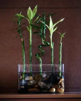 Lucky bamboo suits water-growing perfectly