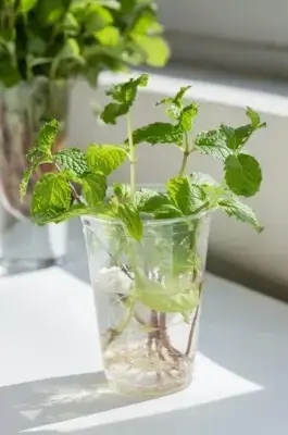 Mint does very well in water