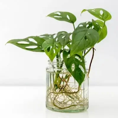 Monstera are notoriously excellent houseplant that does well in water