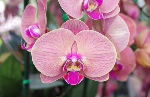 Moth Orchid looks brilliant in containers filled with water