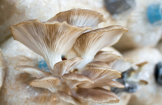 Mushroom Growing Kits Australia