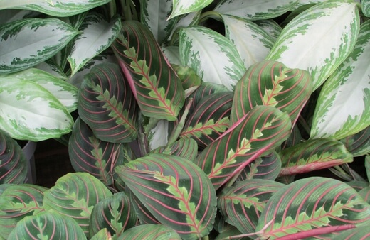 Prayer Plant is one of the most accessible plants that grow in water