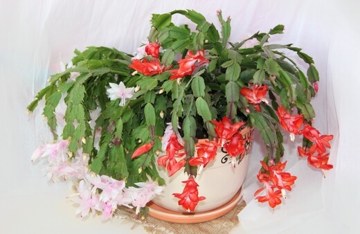 Schlumbergera truncata also known as the false Christmas cactus