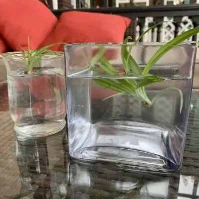 Spider Plant growing in water