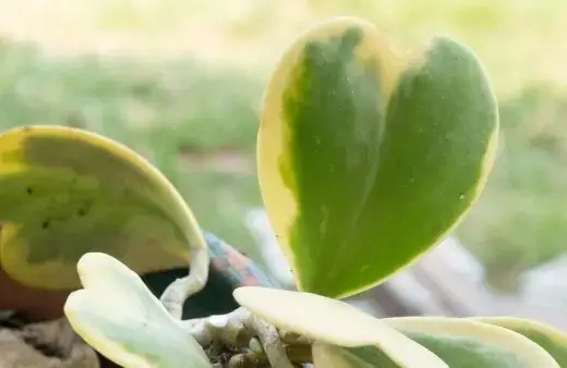 Sweetheart hoya grows brilliantly in water with its thick stem