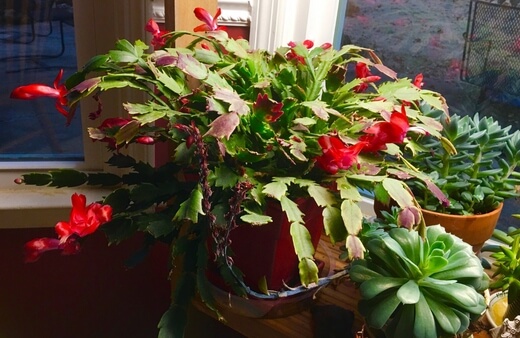 Zygocactus commonly known as Holiday, Thanksgiving or Christmas cactus