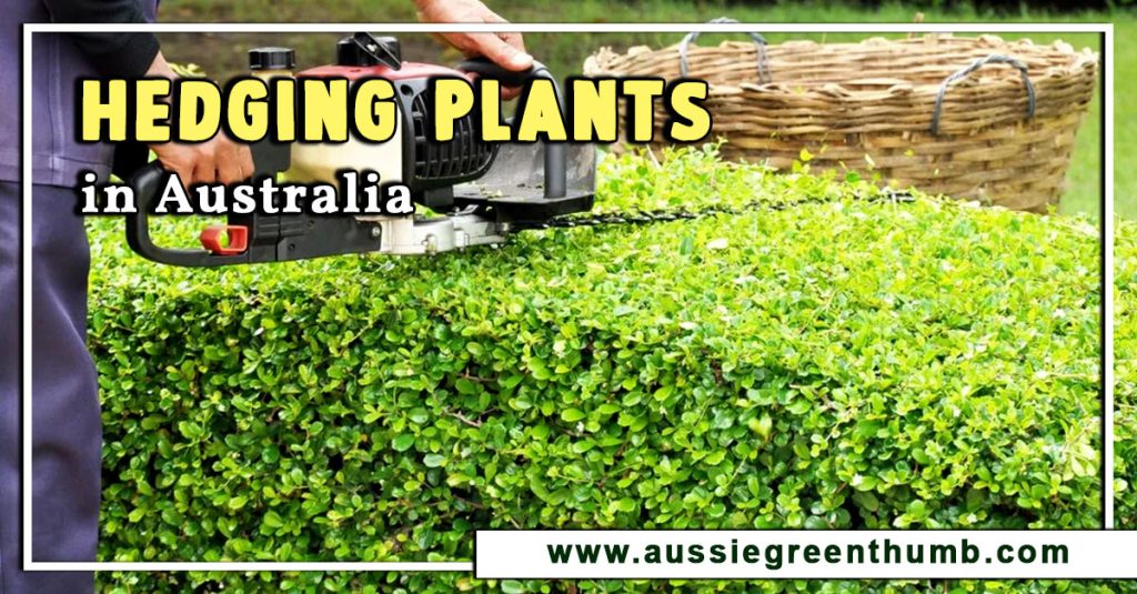 Best Hedging Plants in Australia