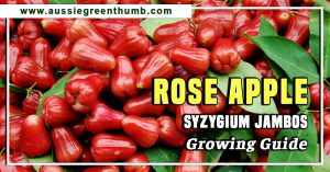 Rose Apple Syzygium Jambos Growing Guide