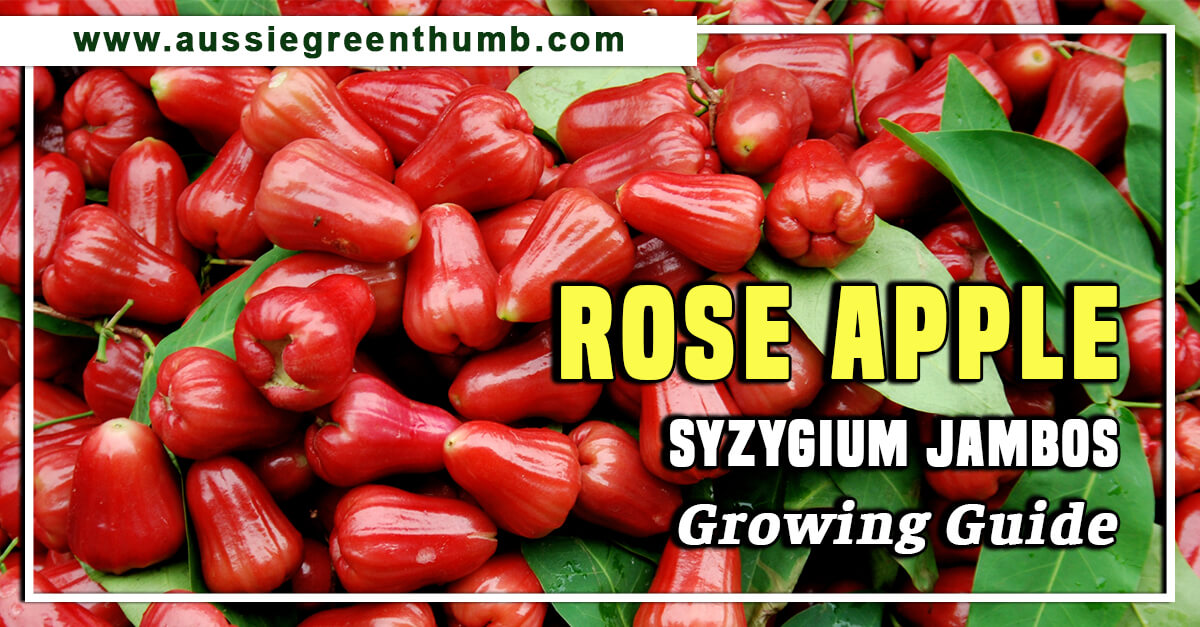 Rose Apple (Syzygium jambos) Growing Guide