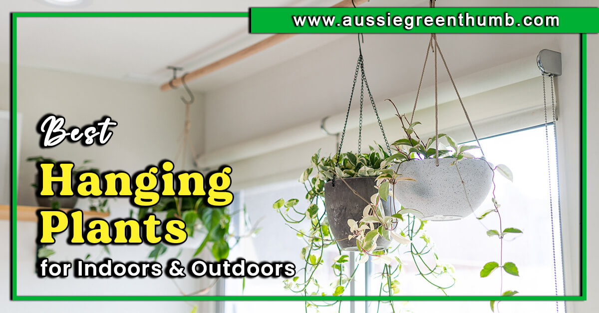 40 Best Hanging Plants for Indoors and Outdoors AGT