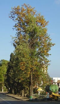 Australian Silver Oak Tree