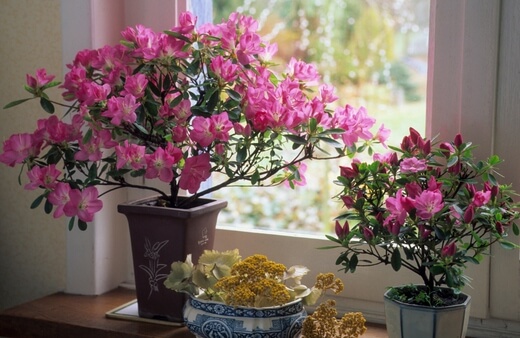 Azalea helps to deal with mood swings while reducing the impact of anxiety and stress