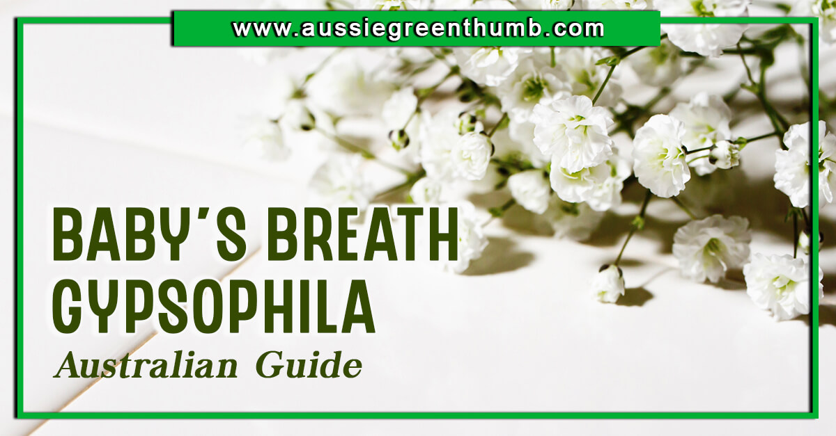 Baby’s Breath | Gypsophila Australian Guide